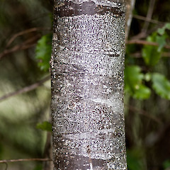 Trunk. Kaitoke Regional Park.<br>Photographer: Jeremy R. Rolfe, Date taken: 01/09/2007, Licence: <a target='_blank' href='https://creativecommons.org/licenses/by/4.0'>CC BY</a>.