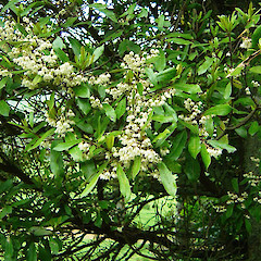 Flowers of Elaeocarpus dentatus.<br>Photographer: Wayne Bennett, Licence: <a target='_blank' href='https://creativecommons.org/licenses/by-nc/4.0'>CC BY-NC</a>.
