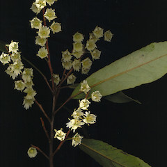 Flowers of Elaeocarpus dentatus.<br>Photographer: Wayne Bennett, Licence: <a target='_blank' href='https://creativecommons.org/licenses/by-nc/4.0'>CC BY-NC</a>.