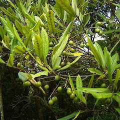 Fruit of Elaeocarpus dentatus.<br>Photographer: Wayne Bennett, Licence: <a target='_blank' href='https://creativecommons.org/licenses/by-nc/4.0'>CC BY-NC</a>.
