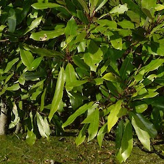 Leaves of Elaeocarpus dentatus.<br>Photographer: Wayne Bennett, Licence: <a target='_blank' href='https://creativecommons.org/licenses/by-nc/4.0'>CC BY-NC</a>.