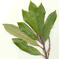 Leaves of Elaeocarpus dentatus.<br>Photographer: Wayne Bennett, Licence: <a target='_blank' href='https://creativecommons.org/licenses/by-nc/4.0'>CC BY-NC</a>.