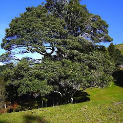Elaeocarpus dentatus.<br>Photographer: Wayne Bennett, Licence: <a target='_blank' href='https://creativecommons.org/licenses/by-nc/4.0'>CC BY-NC</a>.
