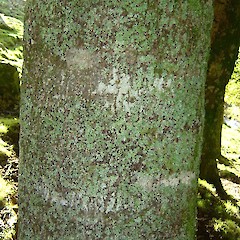 Trunk of Elaeocarpus dentatus.<br>Photographer: Wayne Bennett, Licence: <a target='_blank' href='https://creativecommons.org/licenses/by-nc/4.0'>CC BY-NC</a>.