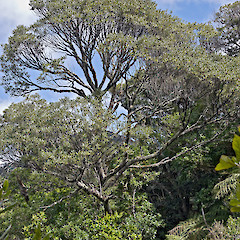Eastern Remutaka Range.<br>Photographer: Jeremy R. Rolfe, Date taken: 09/10/2011, Licence: <a target='_blank' href='https://creativecommons.org/licenses/by/4.0'>CC BY</a>.