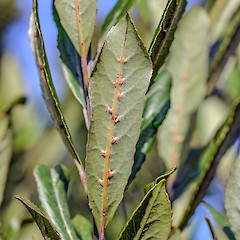 Abaxial surface of leaf. Boulder Hill, western Hutt hills.<br>Photographer: Jeremy R. Rolfe, Date taken: 02/03/2013, Licence: <a target='_blank' href='https://creativecommons.org/licenses/by/4.0'>CC BY</a>.