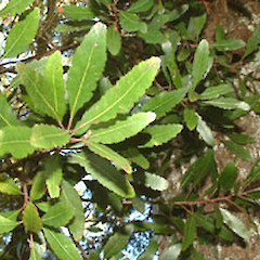 Mataroa, Taihape, April.<br>Photographer: John Smith-Dodsworth, Licence: <a target='_blank' href='https://creativecommons.org/licenses/by-nc/4.0'>CC BY-NC</a>.