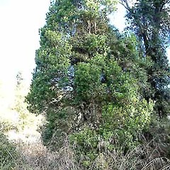 Mataroa, Taihape, April.<br>Photographer: John Smith-Dodsworth, Licence: <a target='_blank' href='https://creativecommons.org/licenses/by-nc/4.0'>CC BY-NC</a>.