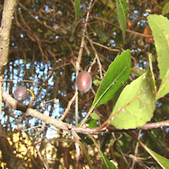 Mataroa, Taihape, April.<br>Photographer: John Smith-Dodsworth, Licence: <a target='_blank' href='https://creativecommons.org/licenses/by-nc/4.0'>CC BY-NC</a>.