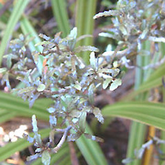 Mataroa, Taihape, April.<br>Photographer: John Smith-Dodsworth, Licence: <a target='_blank' href='https://creativecommons.org/licenses/by-nc/4.0'>CC BY-NC</a>.