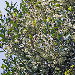 Owhango.<br>Photographer: Jeremy R. Rolfe, Date taken: 27/12/2008, Licence: <a target='_blank' href='https://creativecommons.org/licenses/by/4.0'>CC BY</a>. <a class='member-message' href='/nzpcn/why-join-nzpcn/' target='_blank'>Members can view a larger version of this image.</a>