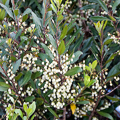 Owhango.<br>Photographer: Jeremy R. Rolfe, Date taken: 27/12/2008, Licence: <a target='_blank' href='https://creativecommons.org/licenses/by/4.0'>CC BY</a>. <a class='member-message' href='/nzpcn/why-join-nzpcn/' target='_blank'>Members can view a larger version of this image.</a>