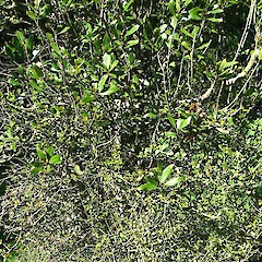 Adult (upper) and juvenile (lower) foliage.<br>Photographer: John Barkla, Licence: <a target='_blank' href='https://creativecommons.org/licenses/by/4.0'>CC BY</a>. <a class='member-message' href='/nzpcn/why-join-nzpcn/' target='_blank'>Members can view a larger version of this image.</a>