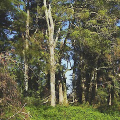 Elaeocarpus hookerianus (Pokaka).<br>Photographer: Wayne Bennett, Licence: <a target='_blank' href='https://creativecommons.org/licenses/by-nc/4.0'>CC BY-NC</a>. <a class='member-message' href='/nzpcn/why-join-nzpcn/' target='_blank'>Members can view a larger version of this image.</a>