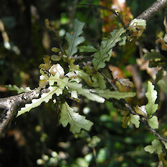 Rotoiti Mainland Island, Nelson Lakes National Park.<br>Photographer: John Sawyer, Licence: <a target='_blank' href='https://creativecommons.org/licenses/by-nc/4.0'>CC BY-NC</a>. <a class='member-message' href='/nzpcn/why-join-nzpcn/' target='_blank'>Members can view a larger version of this image.</a>