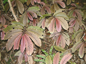 Elatostema rugosum • New Zealand Plant Conservation Network
