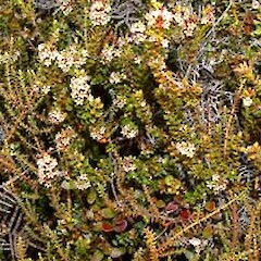 Epacris alpina