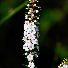 Epacris pauciflora