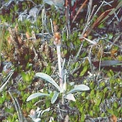 Tarndale. January.<br>Photographer: John Smith-Dodsworth, Licence: <a target='_blank' href='https://creativecommons.org/licenses/by-nc/4.0'>CC BY-NC</a>.