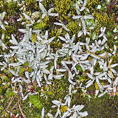 Mount Ruapehu.<br>Photographer: Jeremy R. Rolfe, Date taken: 08/02/2012, Licence: <a target='_blank' href='https://creativecommons.org/licenses/by/4.0'>CC BY</a>. <a class='member-message' href='/nzpcn/why-join-nzpcn/' target='_blank'>Members can view a larger version of this image.</a>