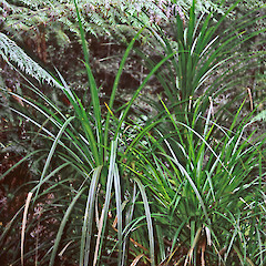 Upper Hutt.<br>Photographer: Jeremy R. Rolfe, Date taken: 05/09/2004, Licence: <a target='_blank' href='https://creativecommons.org/licenses/by/4.0'>CC BY</a>.