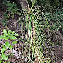 Kauri Glen, Northcote, Auckland.<br>Photographer: Jeremy R. Rolfe, Date taken: 21/07/2006, Licence: <a target='_blank' href='https://creativecommons.org/licenses/by/4.0'>CC BY</a>.