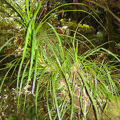 Freycinetia banksii (Kiekie).<br>Photographer: Wayne Bennett, Licence: <a target='_blank' href='https://creativecommons.org/licenses/by-nc/4.0'>CC BY-NC</a>.