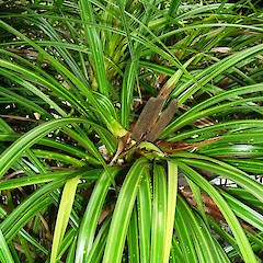 Female inflorescence of Freycinetia banksii.<br>Photographer: Wayne Bennett, Licence: <a target='_blank' href='https://creativecommons.org/licenses/by-nc/4.0'>CC BY-NC</a>.