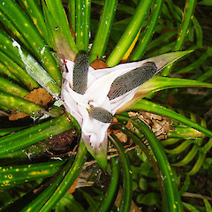 Female inflorescence of Freycinetia banksii.<br>Photographer: Wayne Bennett, Licence: <a target='_blank' href='https://creativecommons.org/licenses/by-nc/4.0'>CC BY-NC</a>.