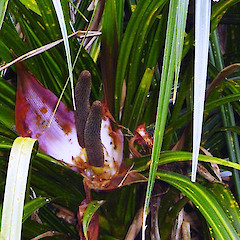 Female inflorescence of Freycinetia banksii.<br>Photographer: Wayne Bennett, Licence: <a target='_blank' href='https://creativecommons.org/licenses/by-nc/4.0'>CC BY-NC</a>.