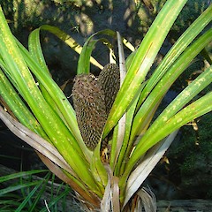 Fruit of Freycinetia banksii.<br>Photographer: Wayne Bennett, Licence: <a target='_blank' href='https://creativecommons.org/licenses/by-nc/4.0'>CC BY-NC</a>.