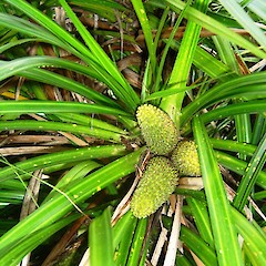 Fruit of Freycinetia banksii.<br>Photographer: Wayne Bennett, Licence: <a target='_blank' href='https://creativecommons.org/licenses/by-nc/4.0'>CC BY-NC</a>.
