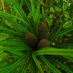 Fruit of Freycinetia banksii.<br>Photographer: Wayne Bennett, Licence: <a target='_blank' href='https://creativecommons.org/licenses/by-nc/4.0'>CC BY-NC</a>.