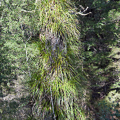 On hard beech (Fuscospora truncata). Maidstone Park, Upper Hutt.<br>Photographer: Jeremy R. Rolfe, Date taken: 11/07/2010, Licence: <a target='_blank' href='https://creativecommons.org/licenses/by/4.0'>CC BY</a>.