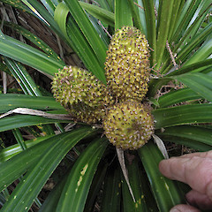 Female inflorescence. Waitakere Range. Sep 2011.<br>Photographer: Rhys O. Gardner, Licence: All rights reserved.