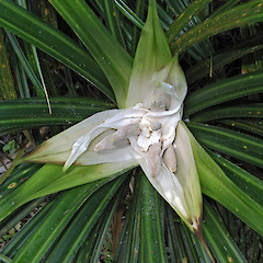 Male inflorescence. Waitakere Range. Sep 2011.<br>Photographer: Rhys O. Gardner, Licence: All rights reserved.