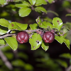 Silverstream, Upper Hutt.<br>Photographer: Jeremy R. Rolfe, Date taken: 14/04/2006, Licence: <a target='_blank' href='https://creativecommons.org/licenses/by/4.0'>CC BY</a>.