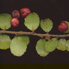Gaultheria antipoda.<br>Photographer: Wayne Bennett, Licence: <a target='_blank' href='https://creativecommons.org/licenses/by-nc/4.0'>CC BY-NC</a>.