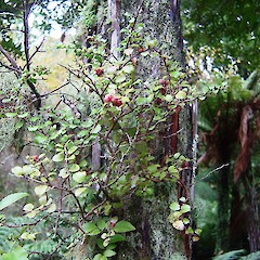 Gaultheria antipoda.<br>Photographer: Wayne Bennett, Licence: <a target='_blank' href='https://creativecommons.org/licenses/by-nc/4.0'>CC BY-NC</a>.