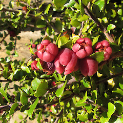 Flat Top Hill, Alexandra.<br>Photographer: John Barkla, Date taken: 01/05/2013, Licence: <a target='_blank' href='https://creativecommons.org/licenses/by/4.0'>CC BY</a>.