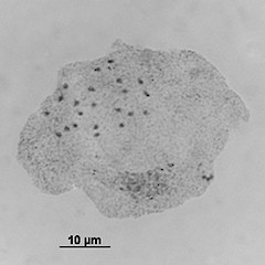 In cult. Chromosomes 2n = 22.<br>Photographer: Brian G. Murray, Licence: <a target='_blank' href='https://creativecommons.org/licenses/by-nc/4.0'>CC BY-NC</a>.