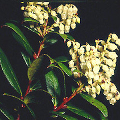 Gaultheria paniculata. Whakamaru, September.<br>Photographer: John Smith-Dodsworth, Licence: <a target='_blank' href='https://creativecommons.org/licenses/by-nc/4.0'>CC BY-NC</a>.