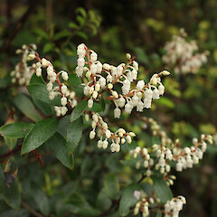 Gaultheria paniculata.<br>Photographer: Tony Lawson, Licence: All rights reserved. <a class='member-message' href='/nzpcn/why-join-nzpcn/' target='_blank'>Members can view a larger version of this image.</a>
