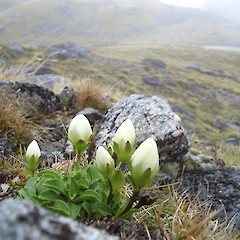 Mt Burns, Southland.<br>Photographer: Jesse Bythell, Licence: <a target='_blank' href='https://creativecommons.org/licenses/by-nc/4.0'>CC BY-NC</a>.
