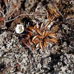 Gentianella bellidifolia.<br>Photographer: Mike Thorsen, Licence: All rights reserved.