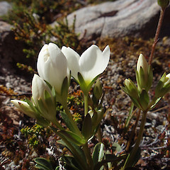 Otira Valley.<br>Photographer: Jane Gosden, Date taken: 26/11/2010, Licence: <a target='_blank' href='https://creativecommons.org/licenses/by-nc-sa/4.0'>CC BY-NC-SA</a>.
