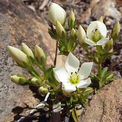 Otira Valley.<br>Photographer: Jane Gosden, Date taken: 03/02/2010, Licence: <a target='_blank' href='https://creativecommons.org/licenses/by-nc-sa/4.0'>CC BY-NC-SA</a>.