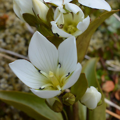 Flowering plant.<br>Photographer: Jane Gosden, Date taken: 16/02/2013, Licence: <a target='_blank' href='https://creativecommons.org/licenses/by-nc-sa/4.0'>CC BY-NC-SA</a>.