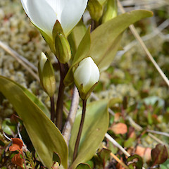 Flowering plant.<br>Photographer: Jane Gosden, Date taken: 20/05/2013, Licence: <a target='_blank' href='https://creativecommons.org/licenses/by-nc-sa/4.0'>CC BY-NC-SA</a>.