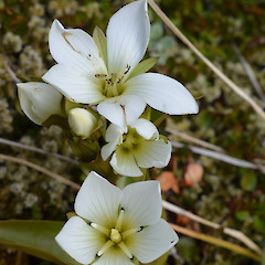 Flowering plant.<br>Photographer: Jane Gosden, Date taken: 20/05/2013, Licence: <a target='_blank' href='https://creativecommons.org/licenses/by-nc-sa/4.0'>CC BY-NC-SA</a>.